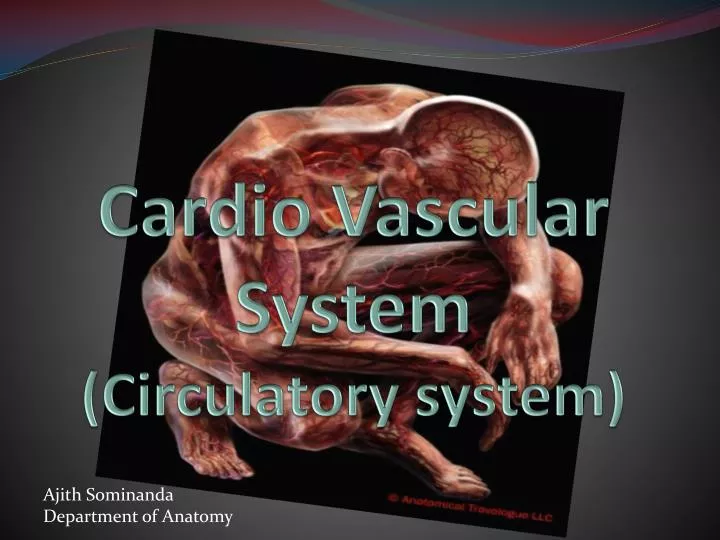 cardio vascular system circulatory system