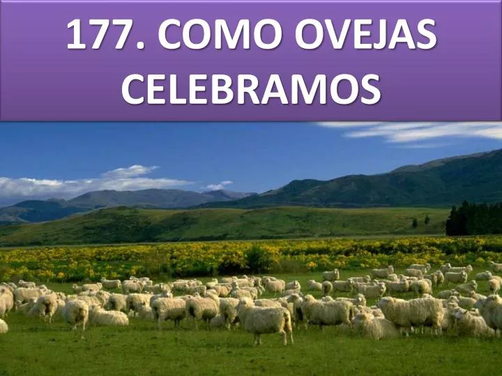 177 como ovejas celebramos