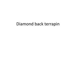 Diamond back terrapin