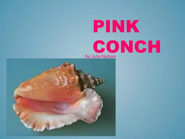 pink conch