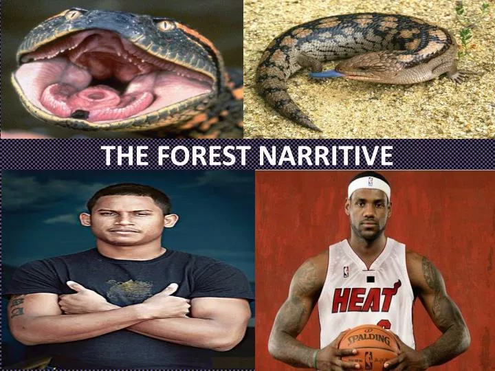 the forest narritive