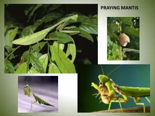 PRAYING MANTIS