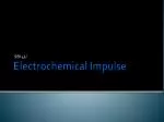 Electrochemical Impulse - slide 1