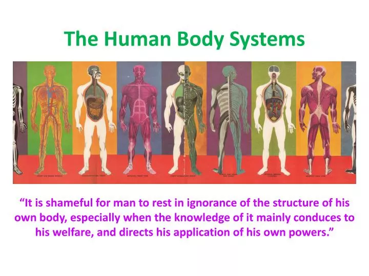 the human body systems