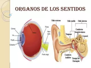 organos de los sentidos