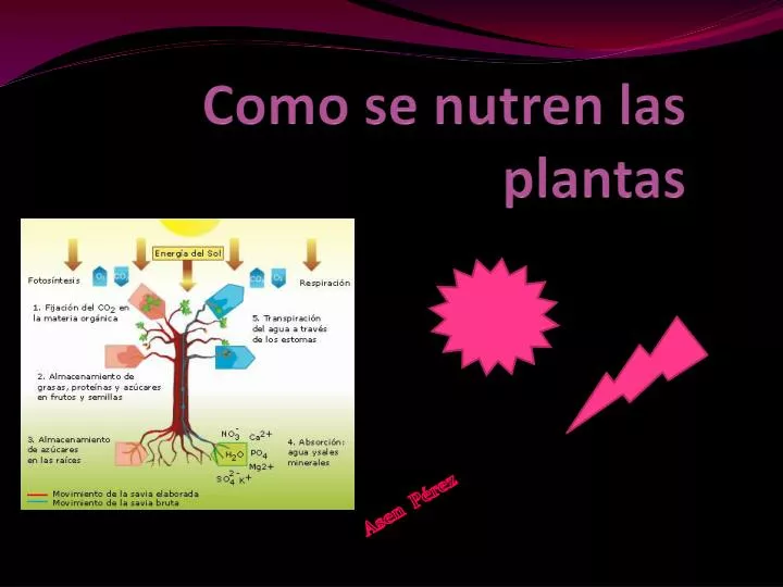 como se nutren las plantas