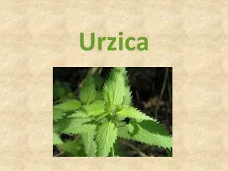 urzica