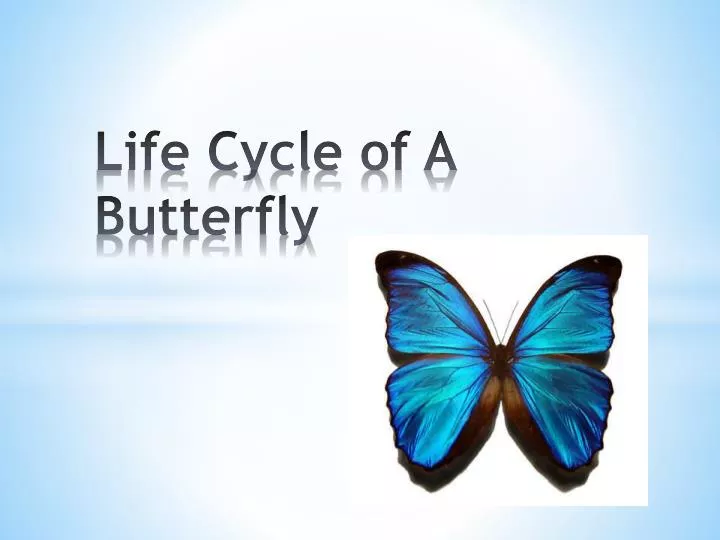 life cycle of a butterfly