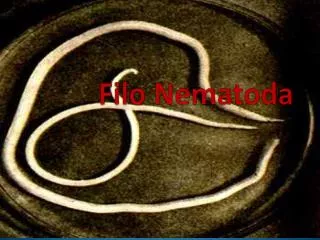 filo nematoda