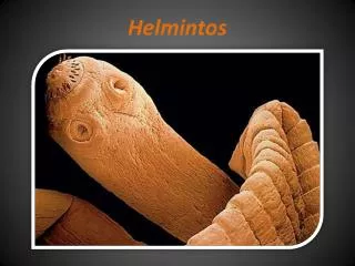 helmintos