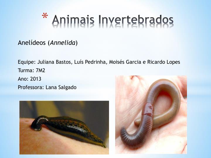 animais invertebrados