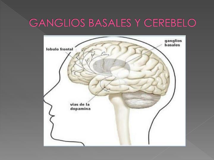 ganglios basales y cerebelo