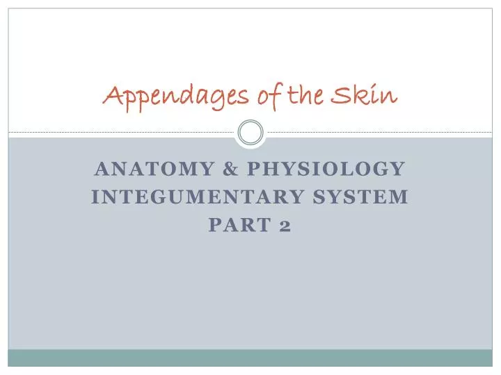appendages of the skin