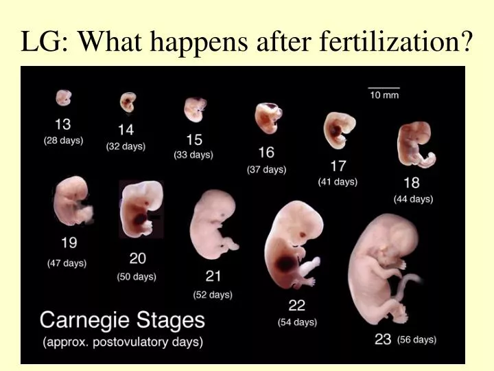 lg what happens after fertilization