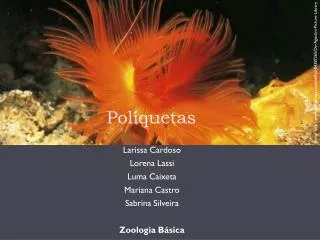 poliquetas
