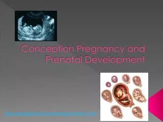 Conception Pregnancy and Prenatal Development