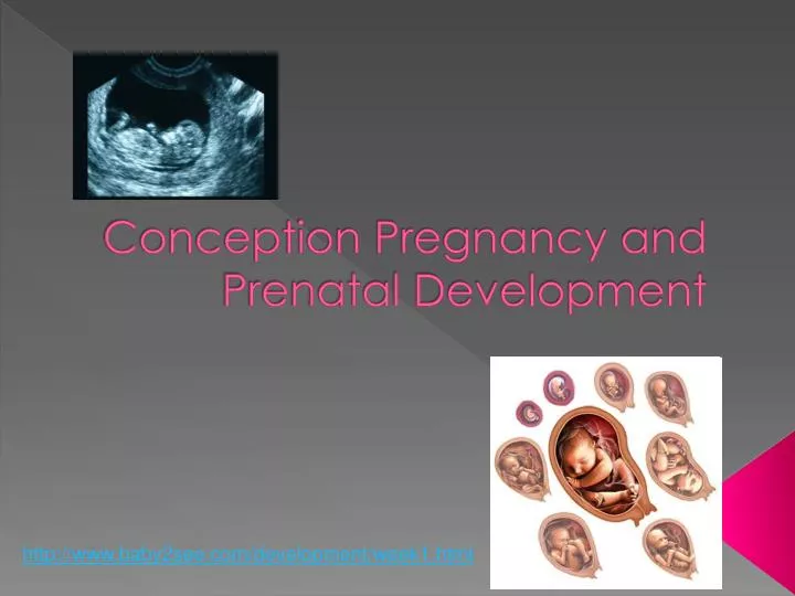 conception pregnancy and prenatal development