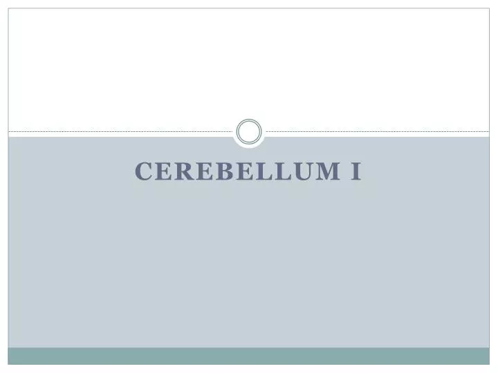 cerebellum i