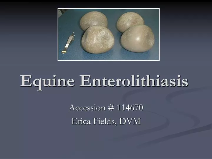 equine enterolithiasis