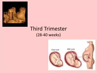 Third Trimester (28-40 weeks)