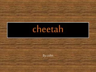 cheetah