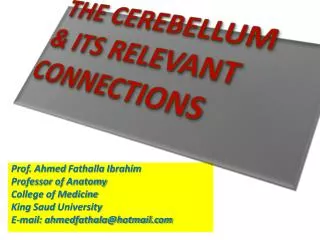 THE CEREBELLUM &amp; ITS RELEVANT CONNECTIONS