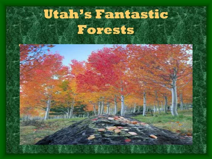 utah s fantastic forests