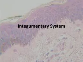 Integumentary System