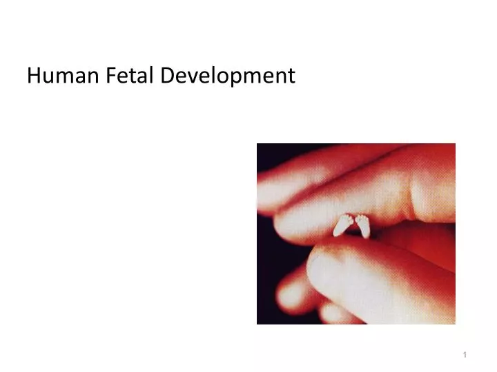 human fetal development