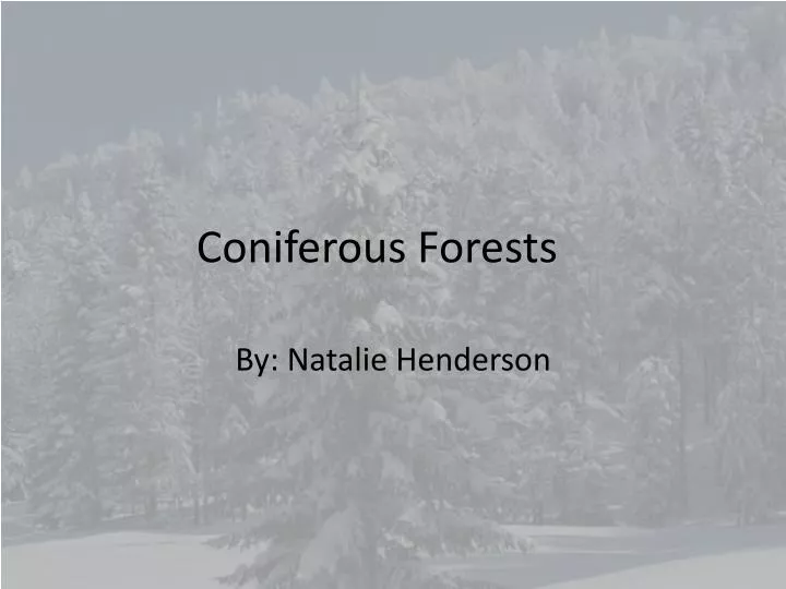 coniferous forests