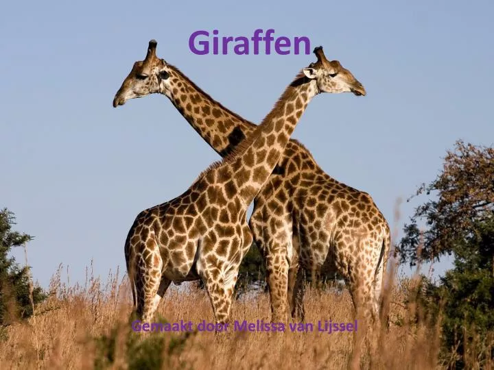 g iraffen