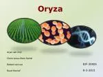 Oryza - slide 1