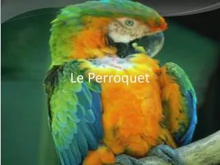 le perroquet
