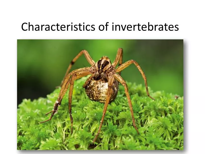 characteristics of invertebrates