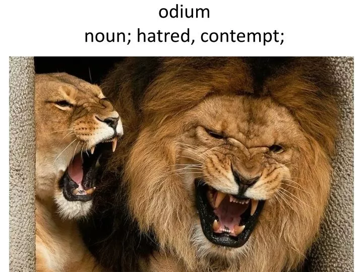 odium noun hatred contempt