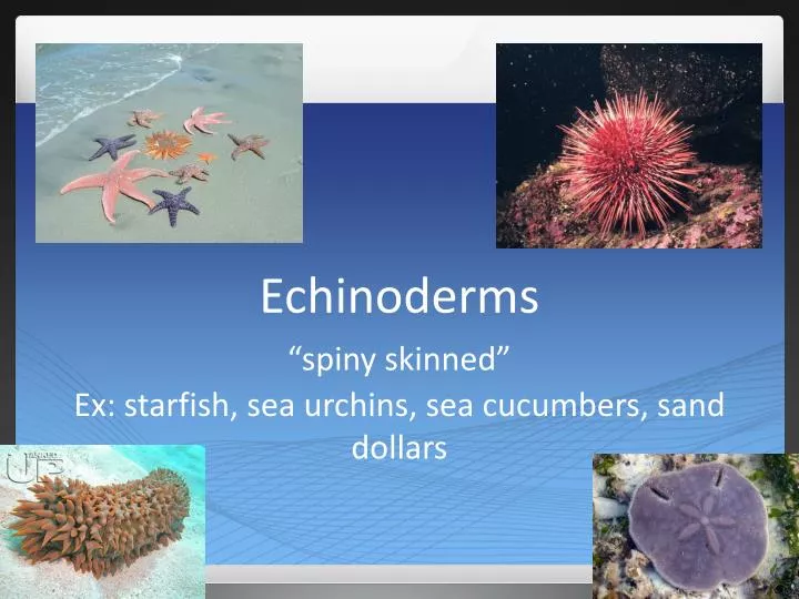 echinoderms