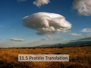 11.5 Protein Translation