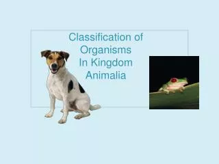 Classification of Organisms In Kingdom Animalia