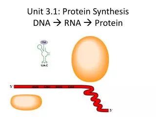 Unit 3.1: Protein Synthesis DNA ? RNA ? Protein