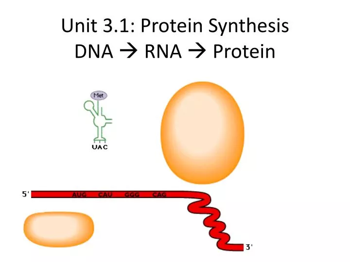 unit 3 1 protein synthesis dna rna protein