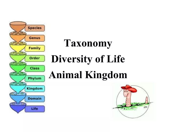 taxonomy diversity of life animal kingdom
