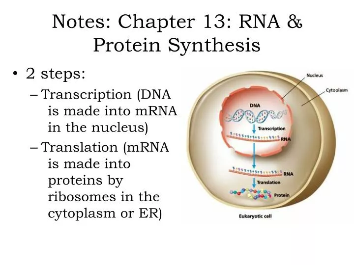 notes chapter 13 rna protein synthesis