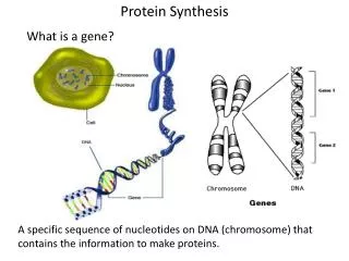 What is a gene?