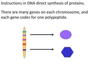 Instructions in DNA direct synthesis of proteins.