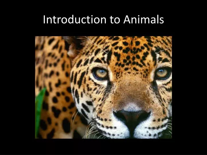 introduction to animals