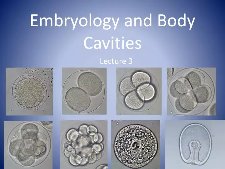 embryology and body cavities