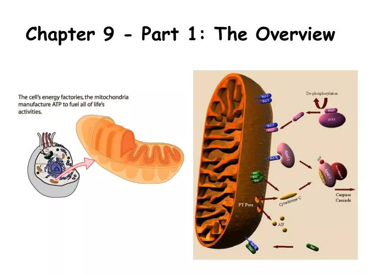 chapter 9 part 1 the overview
