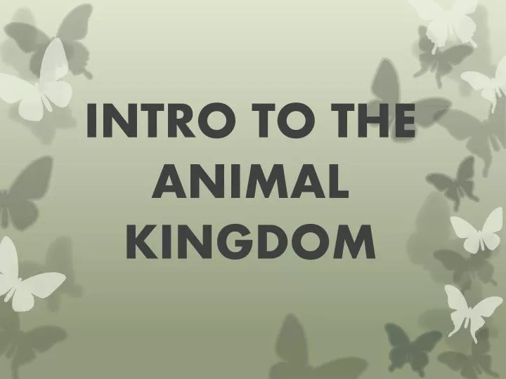 intro to the animal kingdom