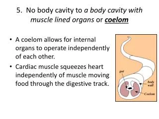 5. No body cavity to a body cavity with muscle lined organs or coelom