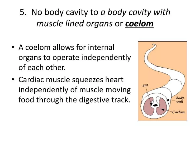 5 no body cavity to a body cavity with muscle lined organs or coelom